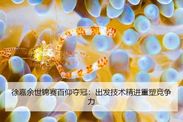 徐嘉余世锦赛百仰夺冠：出发技术精进重塑竞争力